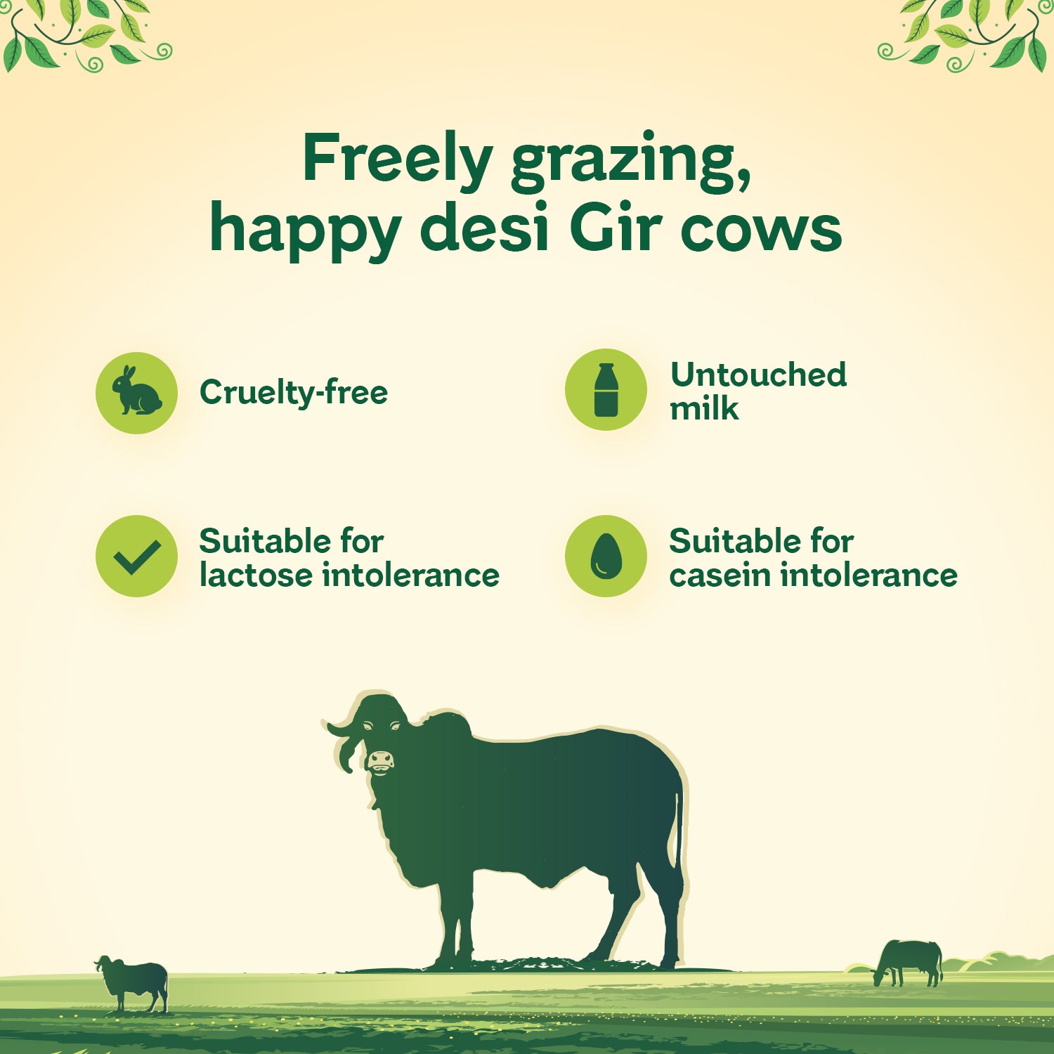 Desi Gir Cow Bilona A2 Ghee | Natural & Organic | GMO Free | Glass Jar | Lab Certified